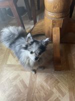 Pomeranian Puppies for sale in Evansville, Indiana. price: $650