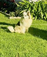 Pomeranian Puppies for sale in Los Angeles, California. price: $1,000