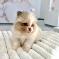 Pomeranian Puppies for sale in Valencia, California. price: $3,500