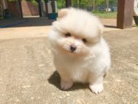Pomeranian Puppies for sale in Dawsonville, GA 30534, USA. price: $1,950
