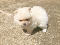 Pomeranian Puppies for sale in Dawsonville, Georgia. price: $1,950