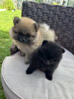 Pomeranian Puppies for sale in Santa Rosa, California. price: NA