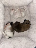 Pomeranian Puppies for sale in Sydney, New South Wales. price: $1,250