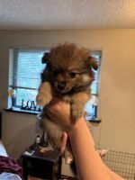 Pomeranian Puppies for sale in Port Orchard, Washington. price: $1,500