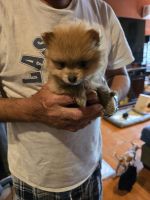Pomeranian Puppies for sale in Eagle Pass, Texas. price: $500