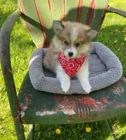 Pomeranian Puppies for sale in Horicon, WI 53032, USA. price: $400