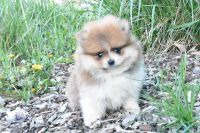 Pomeranian Puppies for sale in Niles, Illinois. price: $2,000