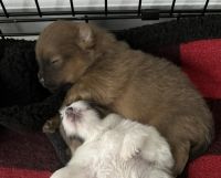 Pomeranian Puppies for sale in Kokomo, Indiana. price: $700