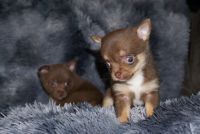 Pomeranian Puppies for sale in Peoria, Illinois. price: NA