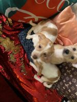 Pomeranian Puppies for sale in Phoenix, Arizona. price: $350