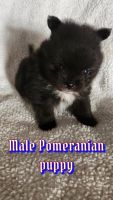 Pomeranian Puppies for sale in Los Angeles, California. price: $4,000