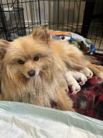 Pomeranian Puppies for sale in Westminster, Colorado. price: $1,000
