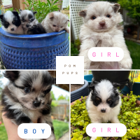 Pomeranian Puppies for sale in Portland, Oregon. price: $1,600