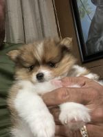 Pomeranian Puppies for sale in San Antonio, Texas. price: $1,000