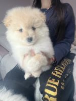 Pomeranian Puppies for sale in San Diego, California. price: $400