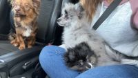 Pomeranian Puppies for sale in Washington, Indiana. price: $2,000