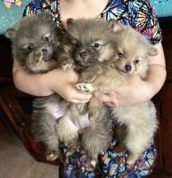 Pomeranian Puppies for sale in Kingstree, South Carolina. price: $1,300