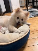 Pomeranian Puppies for sale in Canton, Michigan. price: $800