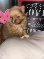 Pomeranian Puppies for sale in Puyallup, WA 98375, USA. price: $800