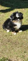 Pomeranian Puppies for sale in Aberdeen, WA, USA. price: $700