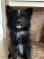 Pomeranian puppy