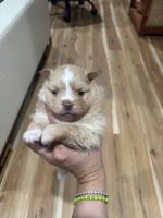 Pomeranian Puppies for sale in 201 Willowbrook Blvd, Wayne, NJ 07470, USA. price: $2,400