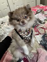 Pomeranian Puppies for sale in Bayonne, NJ, USA. price: $2,000