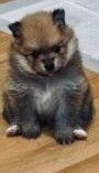Pomeranian Puppies for sale in Colorado Springs, CO, USA. price: $500