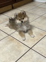 Pomeranian Puppies for sale in City of Orange, NJ, USA. price: $500