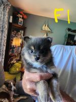 Pomeranian Puppies for sale in Manchester, MD, USA. price: $950