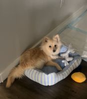 Pomeranian Puppies for sale in Birmingham, AL, USA. price: NA