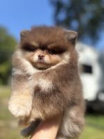 Pomeranian Puppies for sale in Pell City, AL, USA. price: $2,300