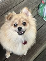 Pomeranian Puppies for sale in City of Orange, NJ, USA. price: $500