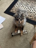 Pomeranian Puppies for sale in Kennesaw, GA 30144, USA. price: $1,800