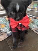 Pomeranian Puppies for sale in Las Vegas, NV 89129, USA. price: $800