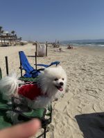 Pomeranian Puppies for sale in Titan, Bucharest, Romania. price: NA