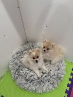 Pomeranian Puppies for sale in Waimea, HI 96743, USA. price: NA