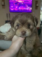 Pomeranian Puppies for sale in Mt Clemens, MI, USA. price: $800