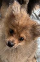 Pomeranian Puppies for sale in Fort Jennings, OH 45844, USA. price: $600