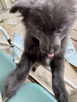 Pomeranian Puppies for sale in Fort Jennings, OH 45844, USA. price: $600
