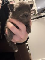 Pomeranian Puppies for sale in Buffalo, NY, USA. price: $3,600