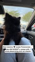Pomeranian Puppies for sale in Davenport, FL, USA. price: $800
