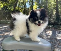Pomeranian Puppies for sale in Atlanta, GA, USA. price: $3,500