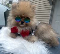 Pomeranian Puppies for sale in New Britain, CT, USA. price: $3,000