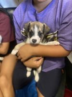 Pomeranian Puppies for sale in Honolulu, HI, USA. price: $300