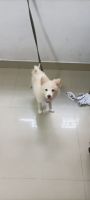Pomeranian Puppies for sale in Pune, Maharashtra 411051, India. price: NA