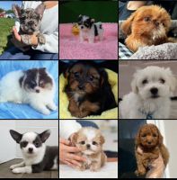 Pomeranian Puppies for sale in Chesapeake, VA, USA. price: $500