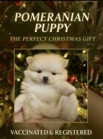 Pomeranian Puppies for sale in Tampa, FL, USA. price: NA