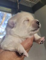 Pomeranian Puppies for sale in Morristown, TN, USA. price: $400