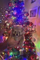 Pomeranian Puppies for sale in Stanwood, WA 98292, USA. price: $950